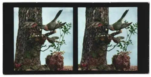 Stereo-Fotografie Chromoplast No. 148, Bilder aus der Vogelwelt I., Kickuck (Cuculus canorus)