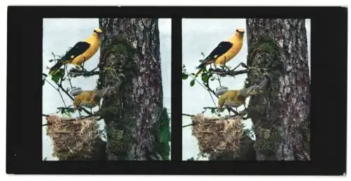 Stereo-Fotografie Chromoplast No. 146, Bilder aus der Vogelwelt I., Pirol (Oriolus galbula)