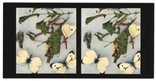 Stereo-Fotografie Chromoplast No. 89, Aus dem Leben der Insekten, Schemtterlinge I., Grosser Kohlweissling