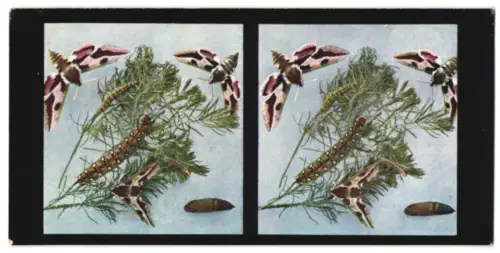 Stereo-Fotografie Chromoplast No. 99, Aus dem Leben der Insekten, Schmetterlinge I Wolfsmilchschwärmer
