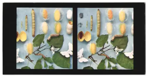 Stereo-Fotografie Chromoplast No. 100, Aus dem Leben der Insekten, Schmetterlinge I., Seidenspinner (Bombyx mori)