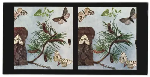 Stereo-Fotografie Chromoplast No. 101, Aus dem Leben der Insekten, Schmetterlinge I., Nonne (Lymantria monacha)