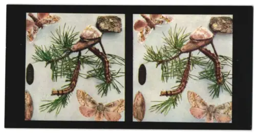Stereo-Fotografie Chromoplast No. 102, Aus dem Leben der Insekten, Schmetterlinge I., Kiefernspinner (Dendrolinus pini)