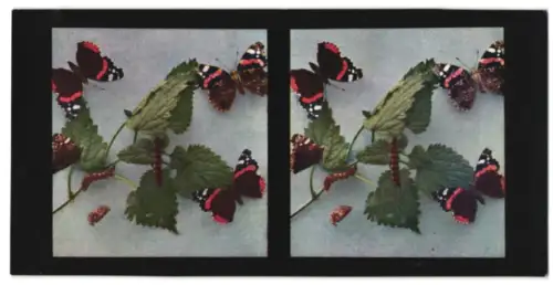 Stereo-Fotografie Chromoplast No. 223, Aus dem Leben der Insekten, Schmetterlinge I., Admiral (Pyrameis atalanta)