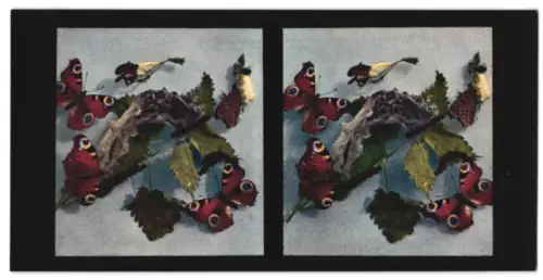 Stereo-Fotografie Chromoplast No. 224, Aus dem Leben der Insekten, Schmetterlinge II., Tagpfauenauge (Vanessa jo)