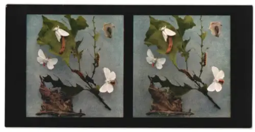 Stereo-Fotografie Chromoplast No. 225, Aus dem Leben der Insekten, Schemtterlinge II., Goldafter Euproctis chrysorrhoea