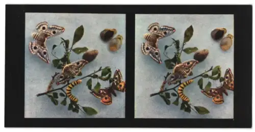Stereo-Fotografie Chromoplast No. 226, Aus dem Leben der Insekten, Schmetterlinge II., Kleines nachtpfauenauge