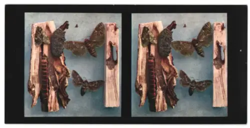 Stereo-Fotografie Chromoplast No. 228, Aus dem Leben der Insekten, Schmetterlinge II., Weidenbohrer
