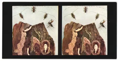 Stereo-Fotografie Chromoplast No. 93, Aus dem Leben der Insekten, Käfer I., Spürbock (Acanthocinus aedilis)