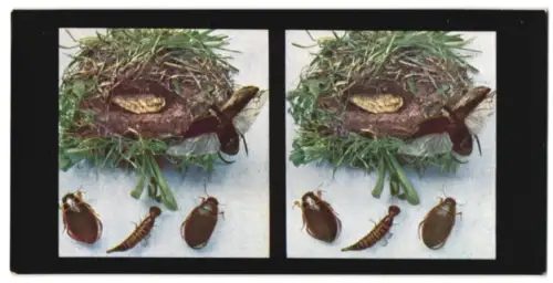 Stereo-Fotografie Chromoplast No. 92, Aus dem Leben der Insekten, Käfer I., Gelbrand (Dytiscus marginalis)