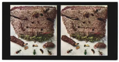 Stereo-Fotografie Chromoplast No. 91, Aus dem Leben der Insekten, Käfer I., Sandläufer (Cicindela)