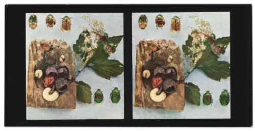 Stereo-Fotografie Chromoplast No. 96, Aus dem Leben der Insekten, Käfer I., Gold- oder Rosenkäfer (Cetonia aurata)