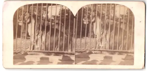 Stereo-Fotografie unbekannter Fotograf und Ort, Löwenpaar im Tierpark hinter Gittern