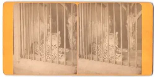 Stereo-Fotografie Leopard in einen Zoo hinter Gittern