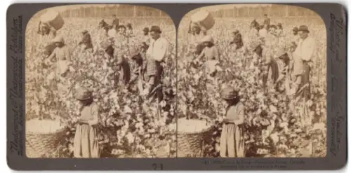 Stereo-Fotografie Underwood & Underwood, New York, afrikanische Sklaven bei der Baumwollernte in Georgia