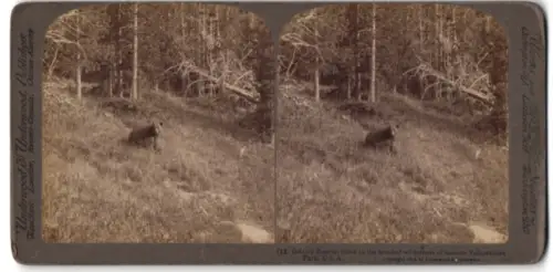 Stereo-Fotografie Underwood & Underwood, New York, Grizzly Bear at the Yellowstone Park