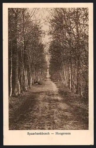 AK Hoogeveen, Spaarbankbosch