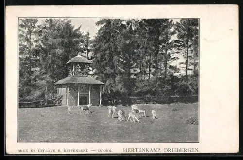AK Driebergen, Hertenkamp