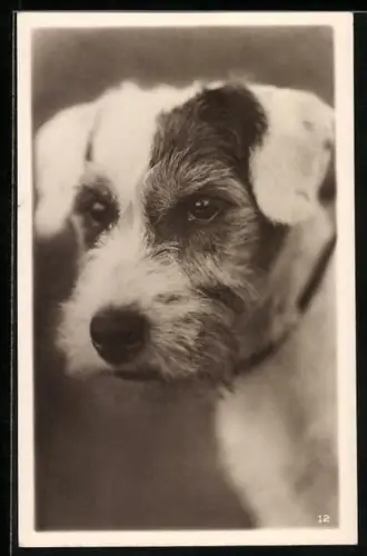 AK Junger Terrier mit Schlappohren