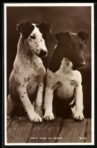 AK Zwei Hunde mit fragenden Blicken