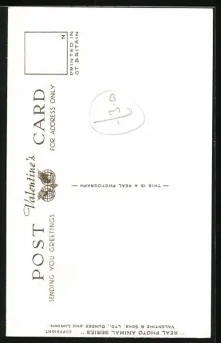 AK Zwei Hunde mit fragenden Blicken