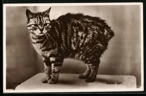 AK Getigerte Katze mit gesträubtem Fell