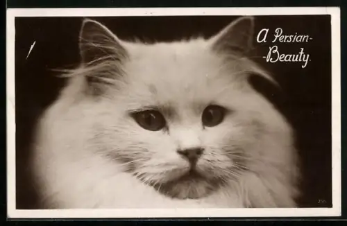 AK Persianerkatze, Portrait