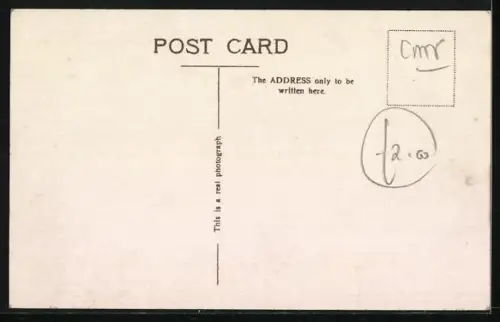 AK Persianerkatze, Portrait