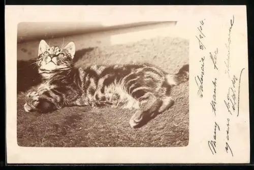 AK Liegende getigerte Katze in der Sonne