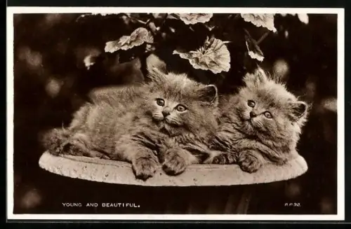 AK Zwei Katzenbabys in einer Schale