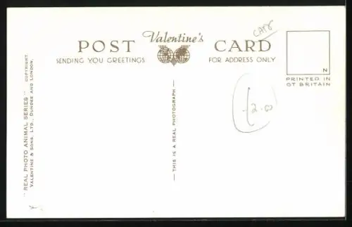 AK Zwei Katzenbabys in einer Schale