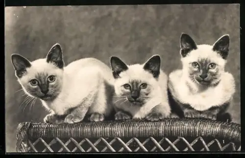 AK Drei junge Siamkatzen