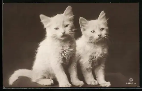 AK Zwei junge weisse Katzen