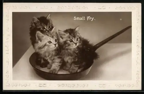 AK Drei Katzenbabys in einer Pfanne