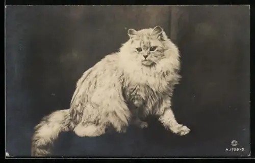 AK Flauschige weisse Katze