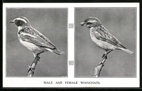 AK Male and Female Whinchats
