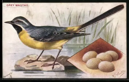 AK Bachstelze mit Gelege