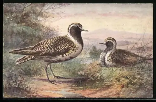 AK Zwei Goldregenpfeifer in einer Wasserlandschaft