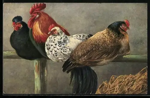 AK Hühner auf der Stange