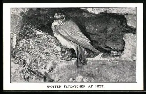 AK Spotted Flycatcher at Nest