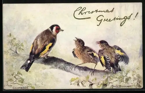 AK Goldfinkweibchen bringt Jungen Futter, Weihnachtsgruss
