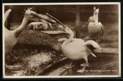 AK London, Zoo, The Pelicans
