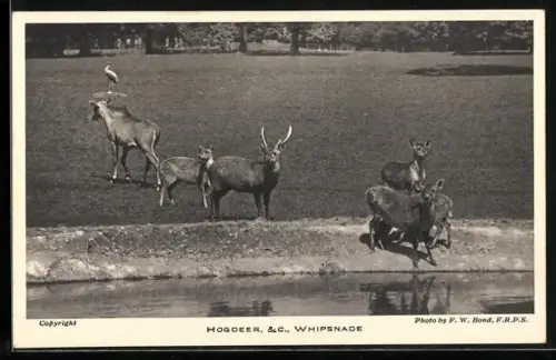 AK Dunstable, Whipsnade Park, Hogdeer & C.
