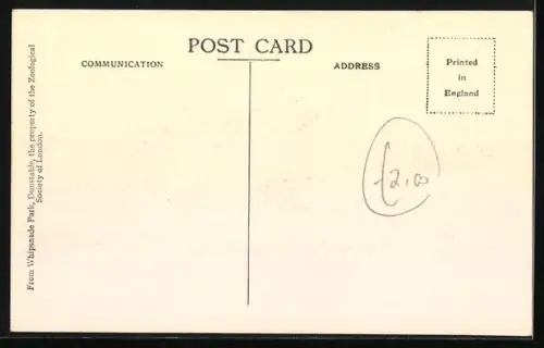 AK Dunstable, Whipsnade Park, Hogdeer & C.