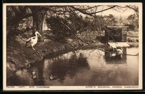 AK Chessington, Surrey`s Zoological Gardens, Pelican Happy with Flamingoes