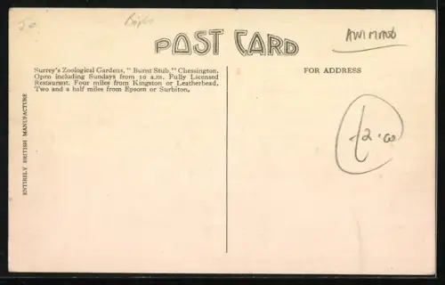 AK Chessington, Surrey`s Zoological Gardens, Pelican Happy with Flamingoes