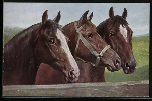 AK Drei Pferde, Pferdeportrait