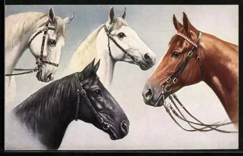AK Vier edle Reitpferde mit Halftern