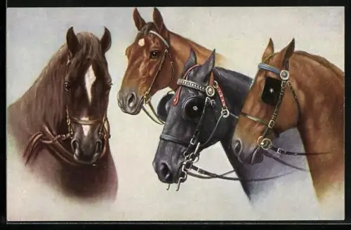 AK vier bildschöne Pferde mit Halftern