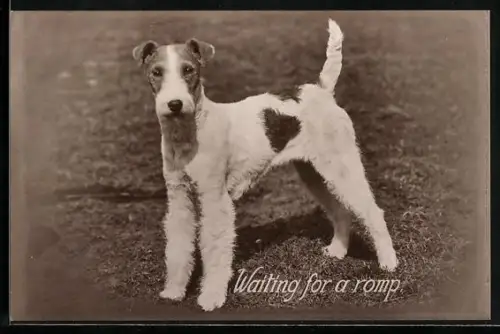 AK Waiting for a romp, Terrier